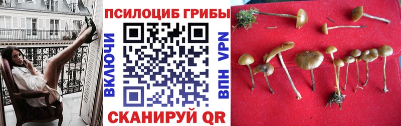 купить наркоту  дарк нет наркотические препараты  Псилоцибиновые грибы MAGIC MUSHROOMS  Майкоп 