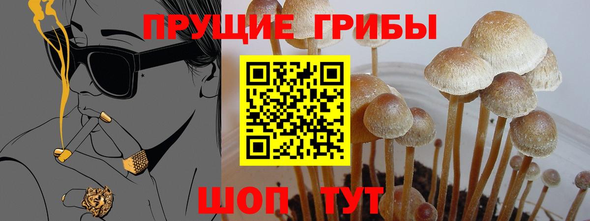 Галлюциногенные грибы Psilocybe Майкоп
